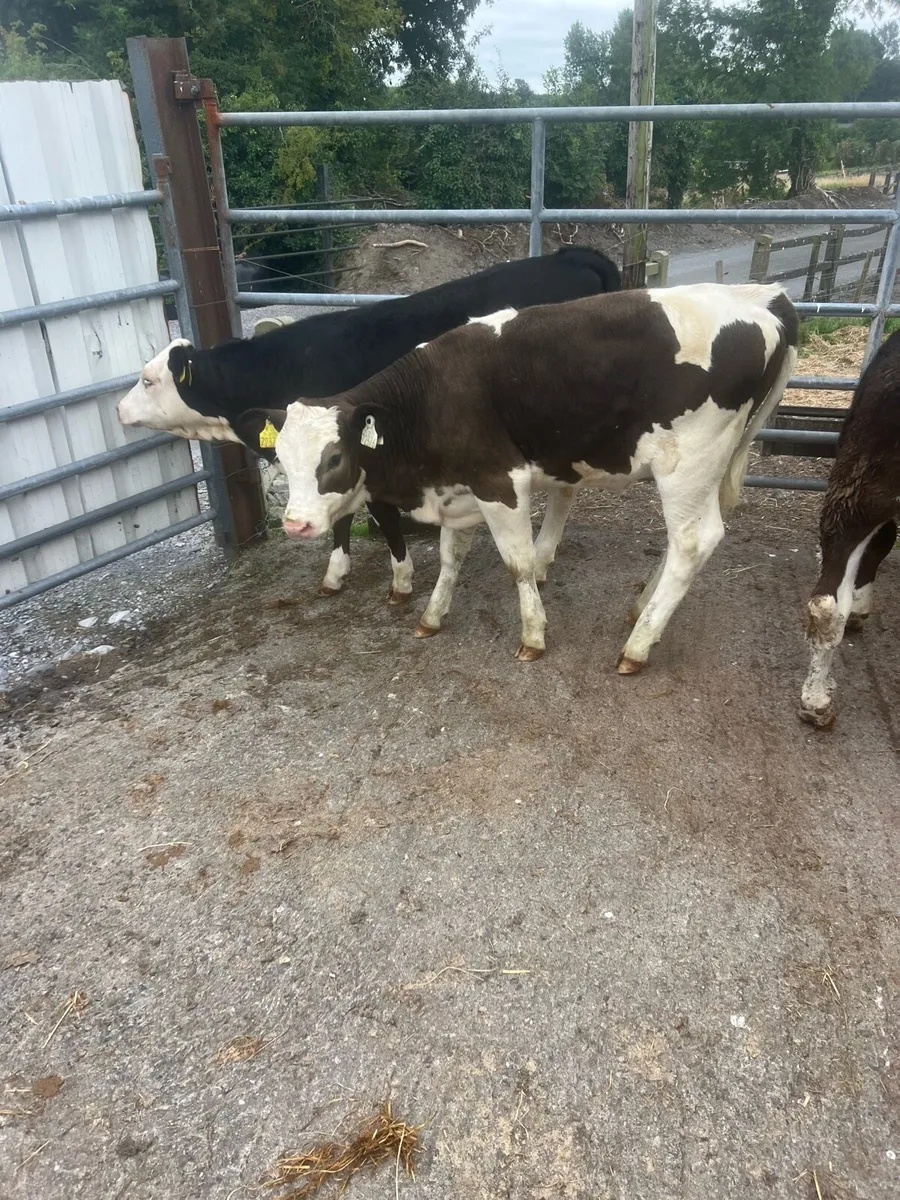 Continental heifer weanlings for sale - Image 2