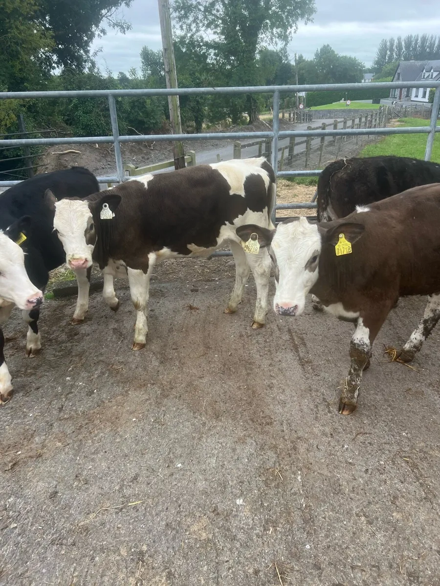 Continental heifer weanlings for sale - Image 3