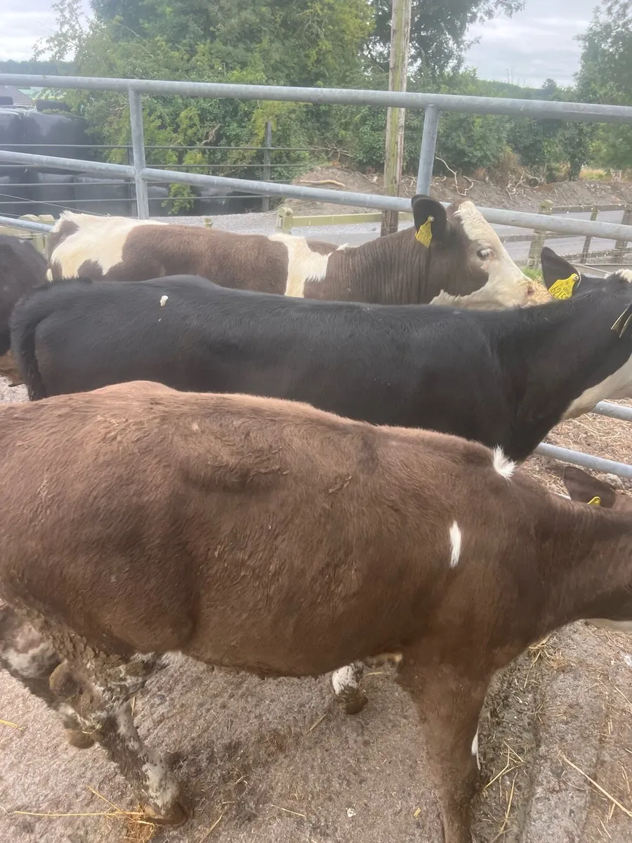 Continental heifer weanlings for sale - Image 4