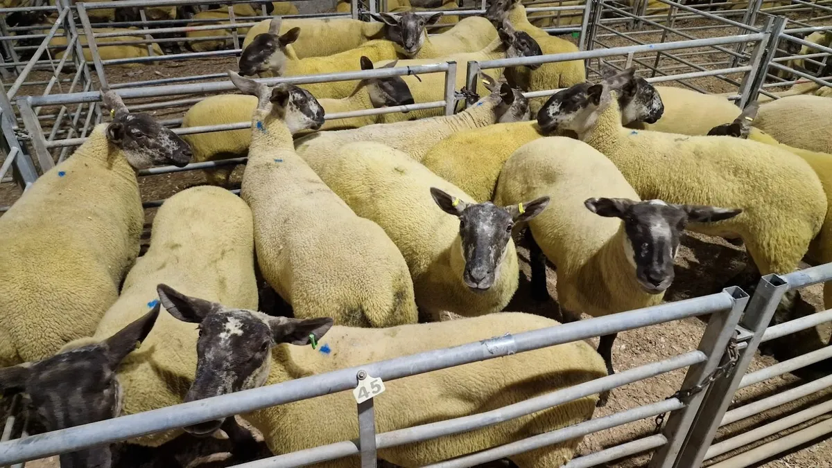 Suffolk Cheviot Hoggets - Image 2