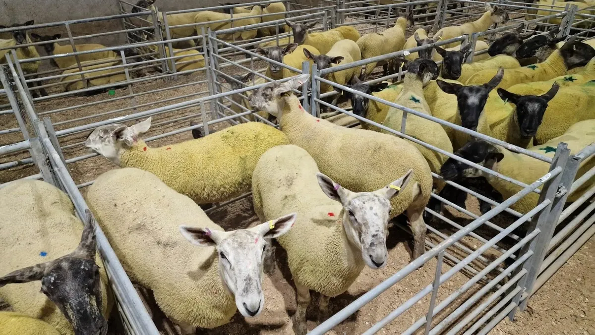Suffolk Cheviot Hoggets - Image 3