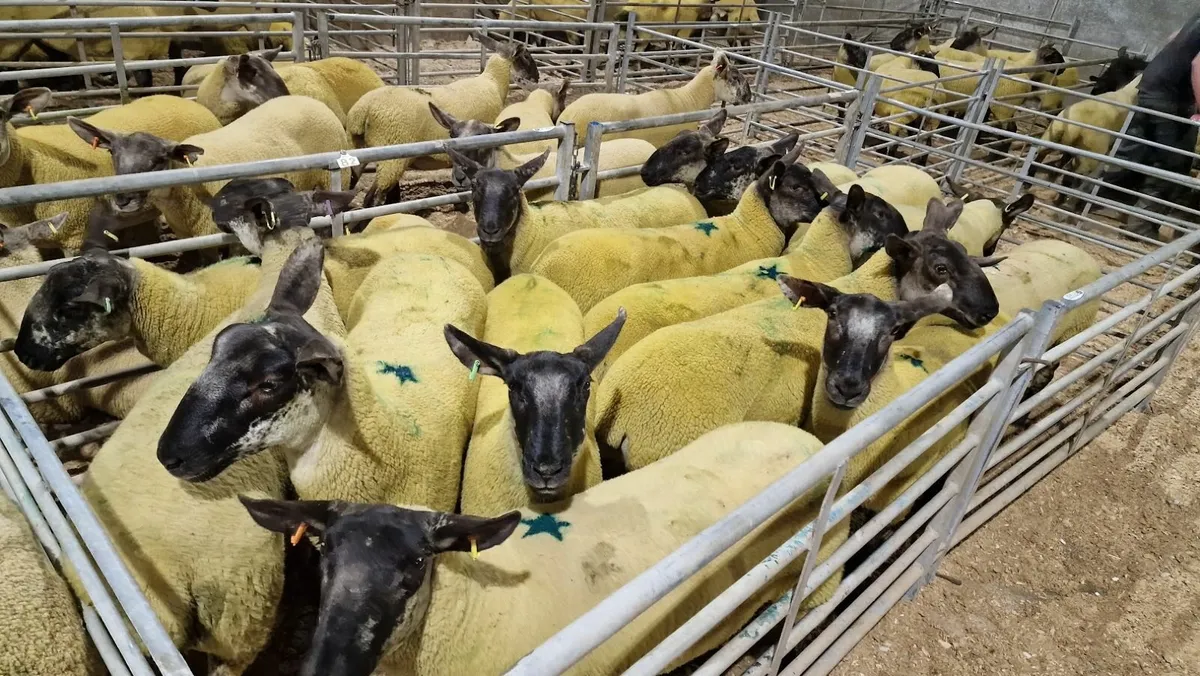 Suffolk Cheviot Hoggets - Image 4
