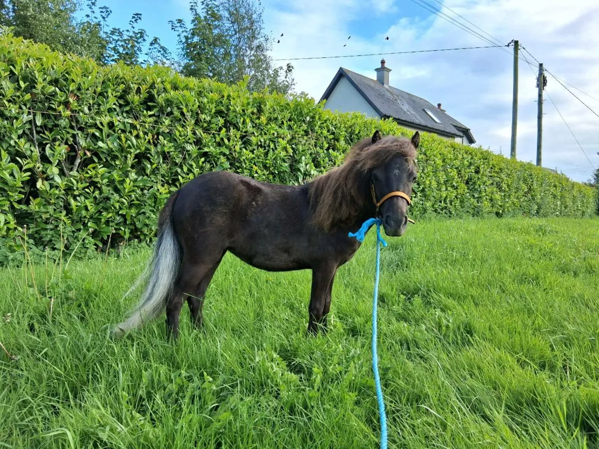 Miniature Mare Pony - Image 1
