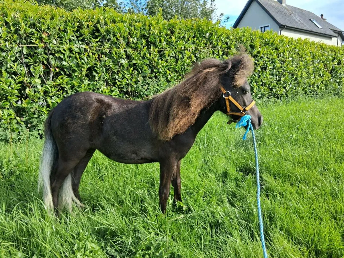Miniature Mare Pony - Image 2