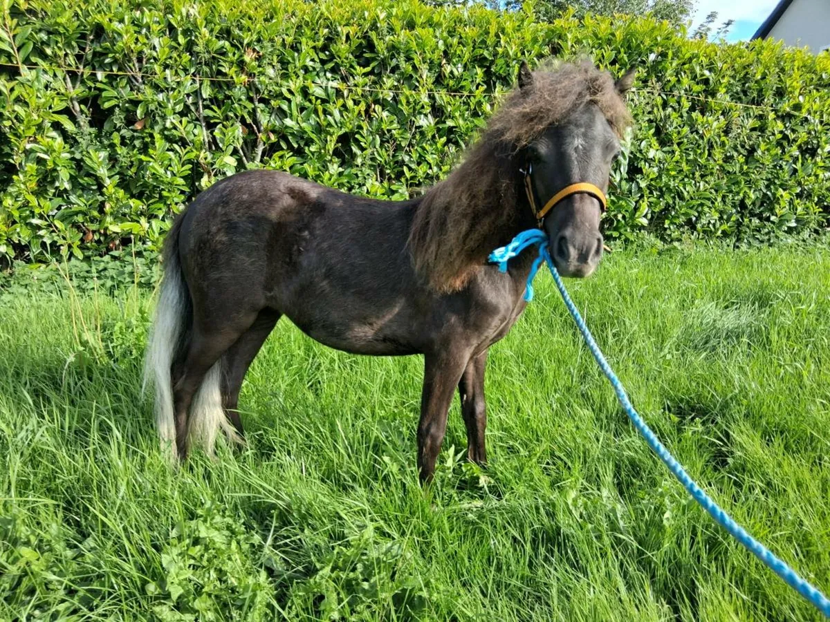 Miniature Mare Pony - Image 3