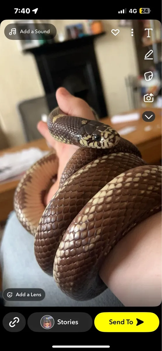 A California king snake - Image 2