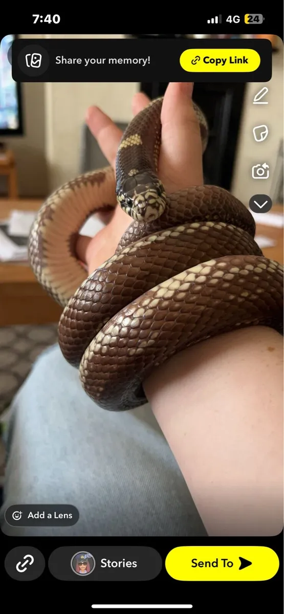 A California king snake - Image 3