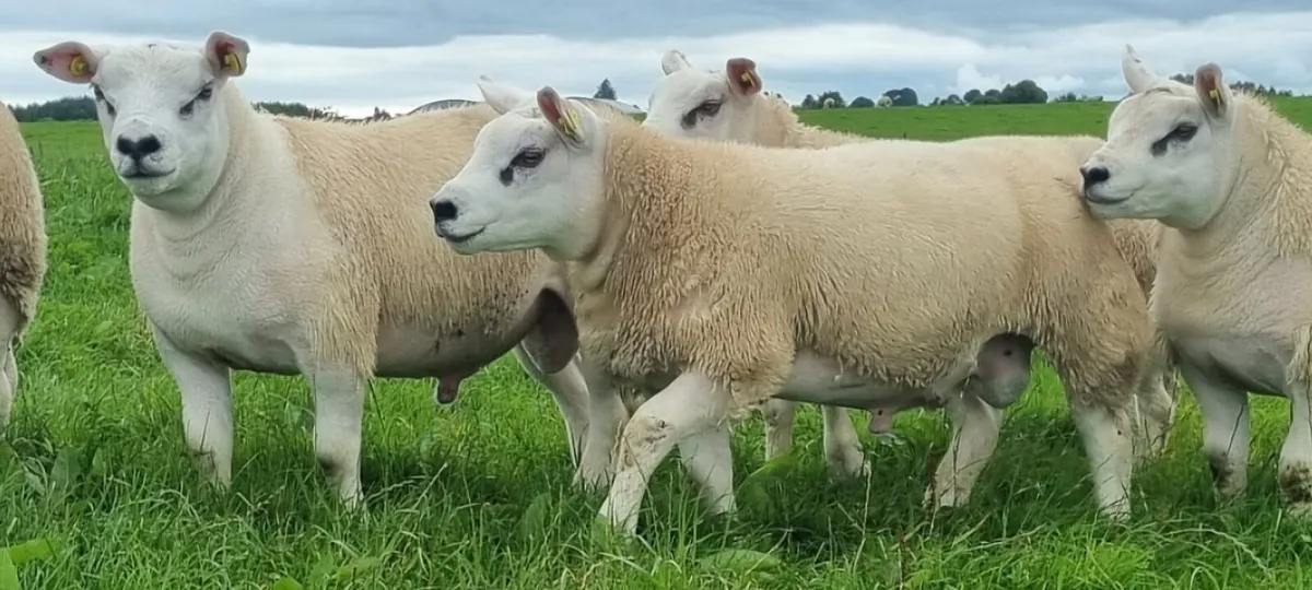 Pedigree Texel ram lambs - Image 1