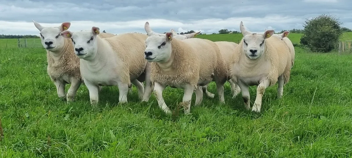 Pedigree Texel ram lambs - Image 2