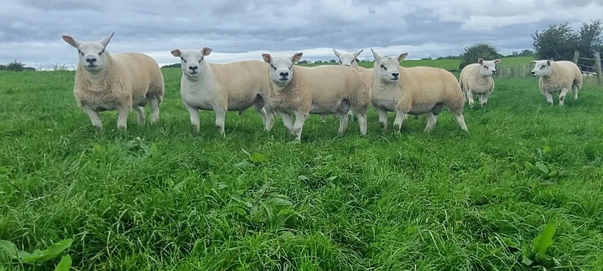 Pedigree Texel ram lambs - Image 3