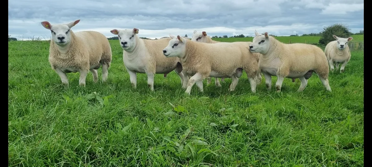 Pedigree Texel ram lambs - Image 4