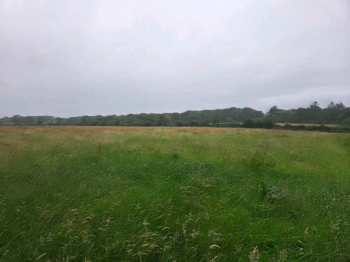 Meadow - Image 2