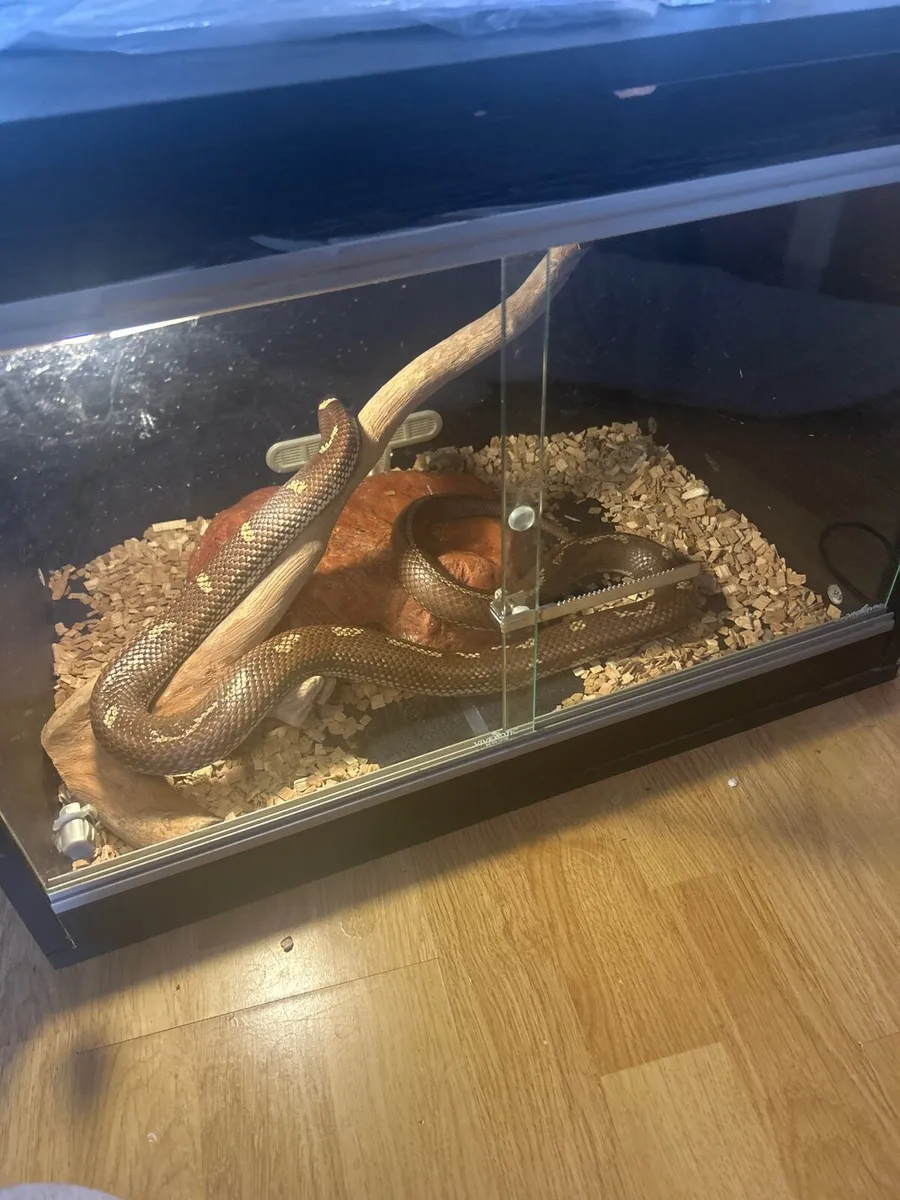 A California king snake - Image 4