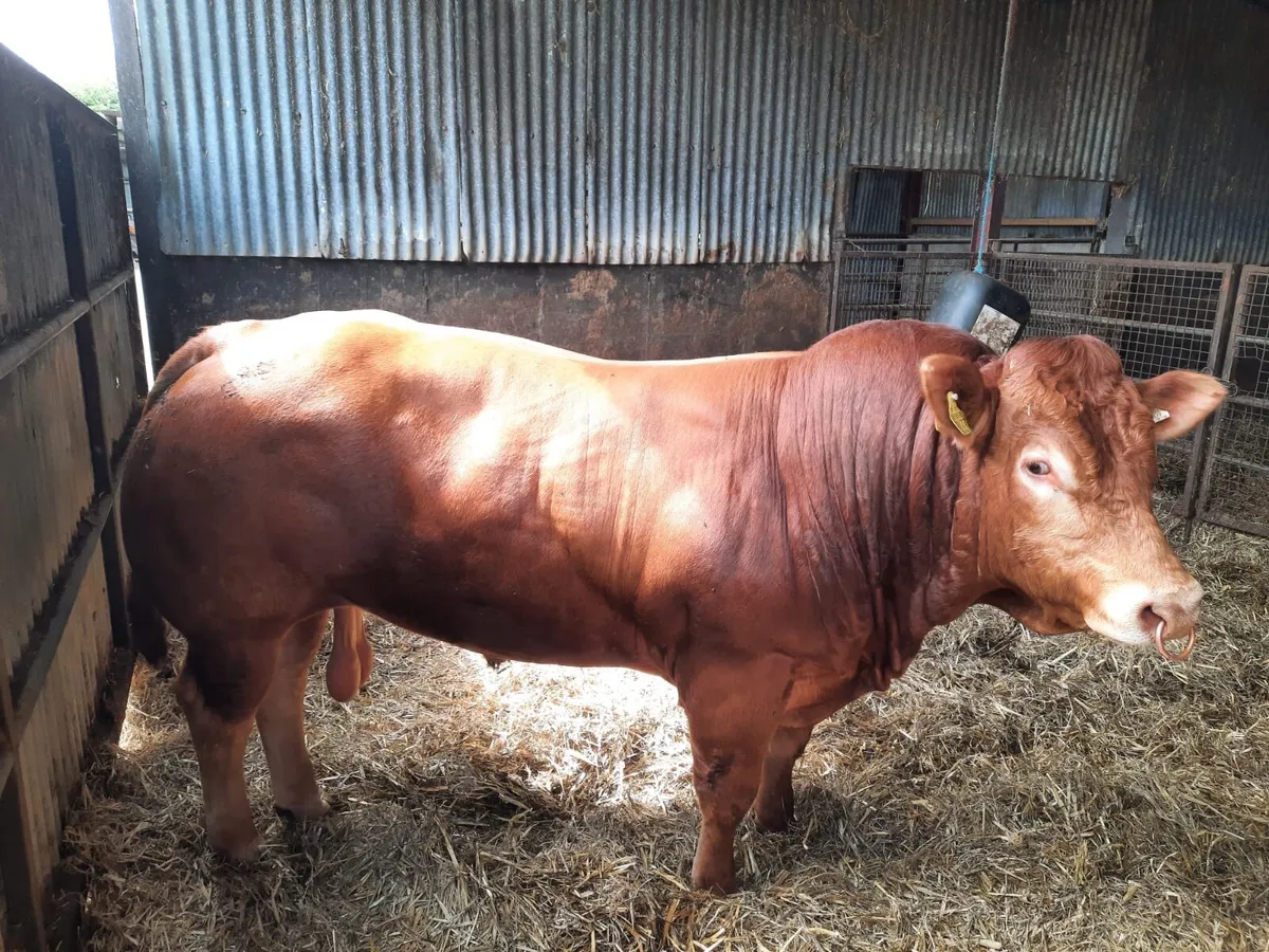 Limousin bulls - Image 2