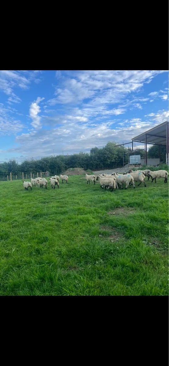 25 smashing Suffolk lambs for sale - Image 1