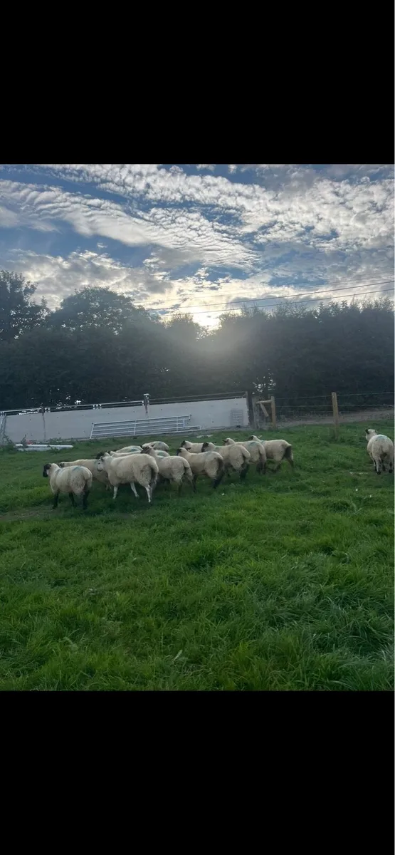 25 smashing Suffolk lambs for sale - Image 2