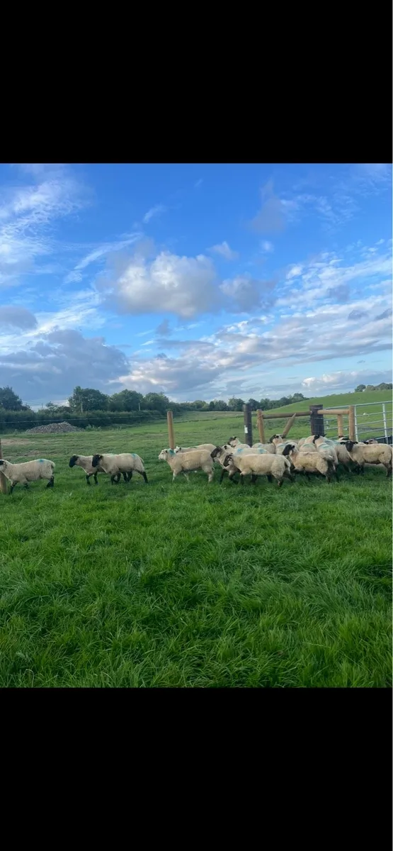25 smashing Suffolk lambs for sale - Image 3
