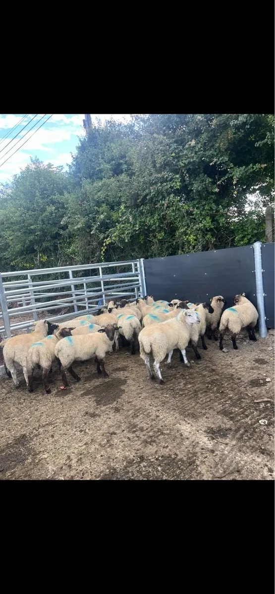 25 smashing Suffolk lambs for sale - Image 4