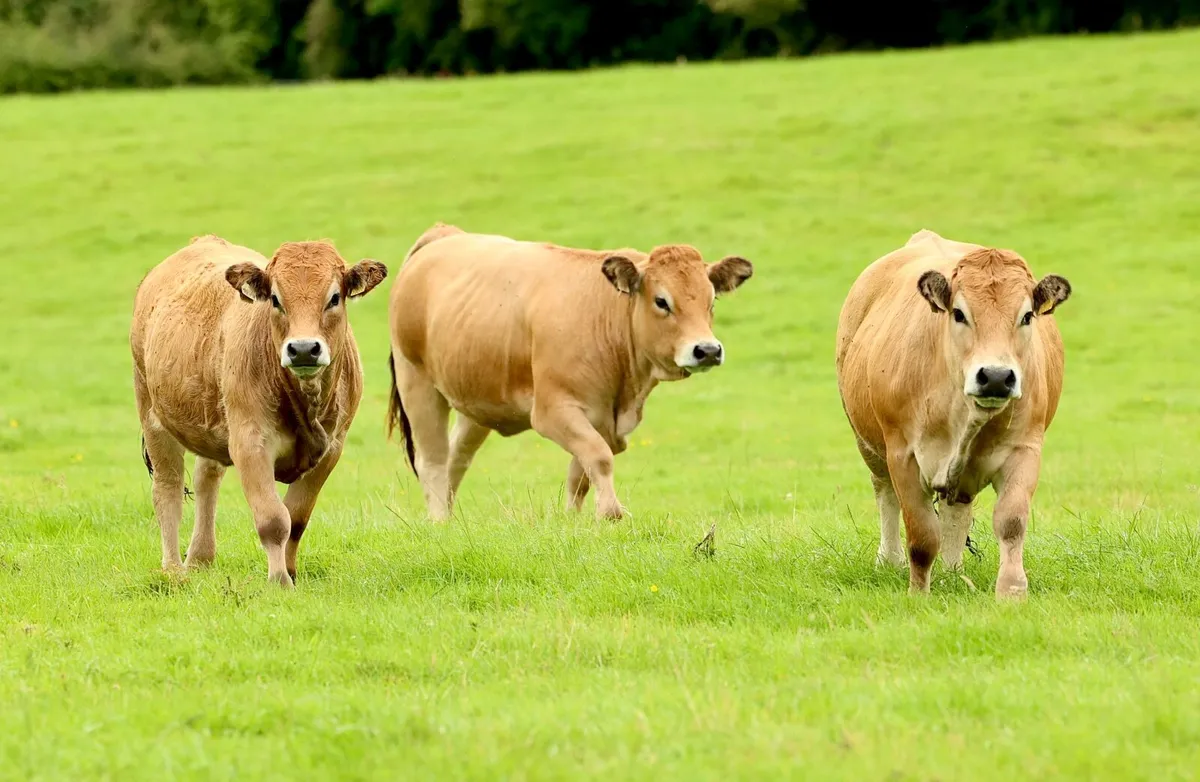 Purebred Aubrac Heifers - Image 1