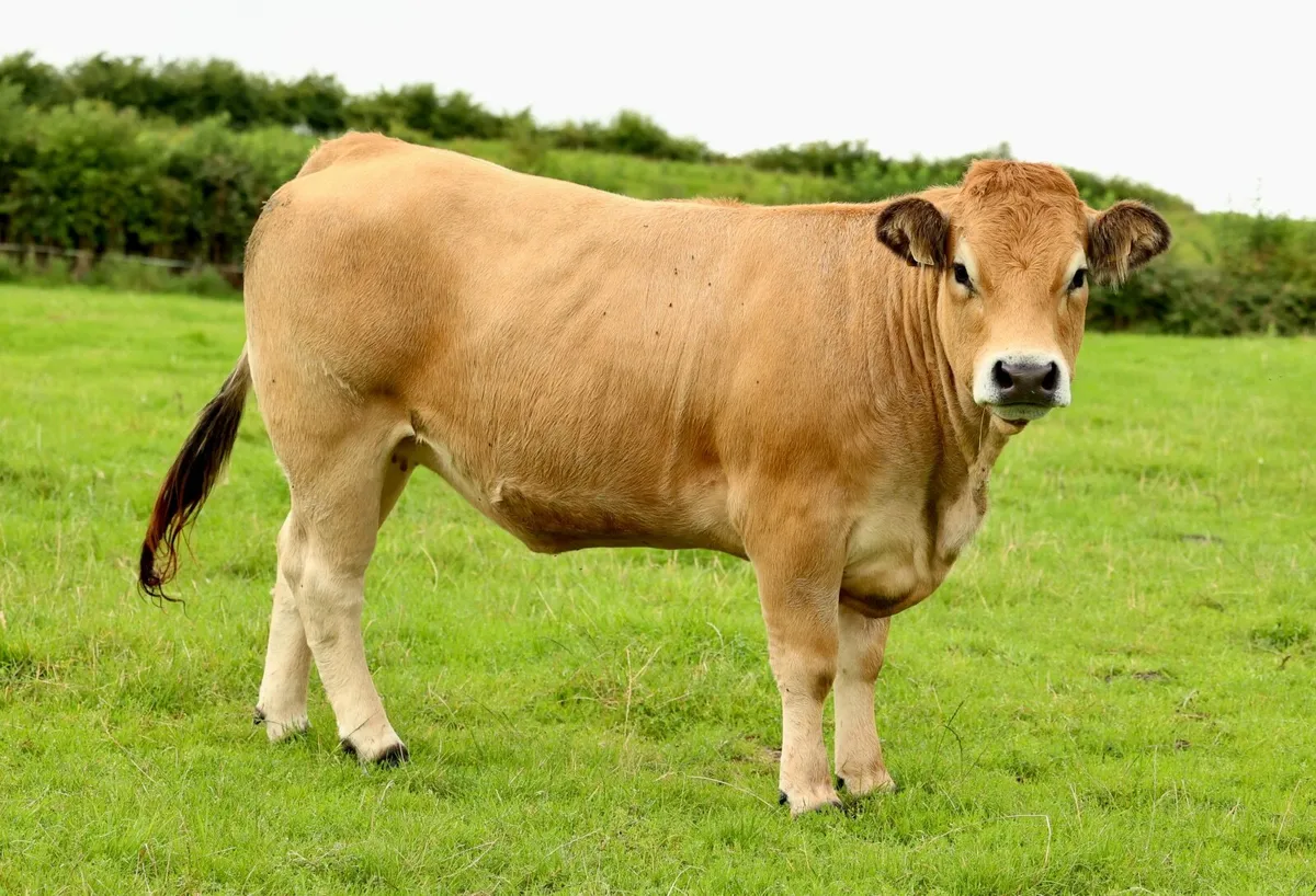 Purebred Aubrac Heifers - Image 2