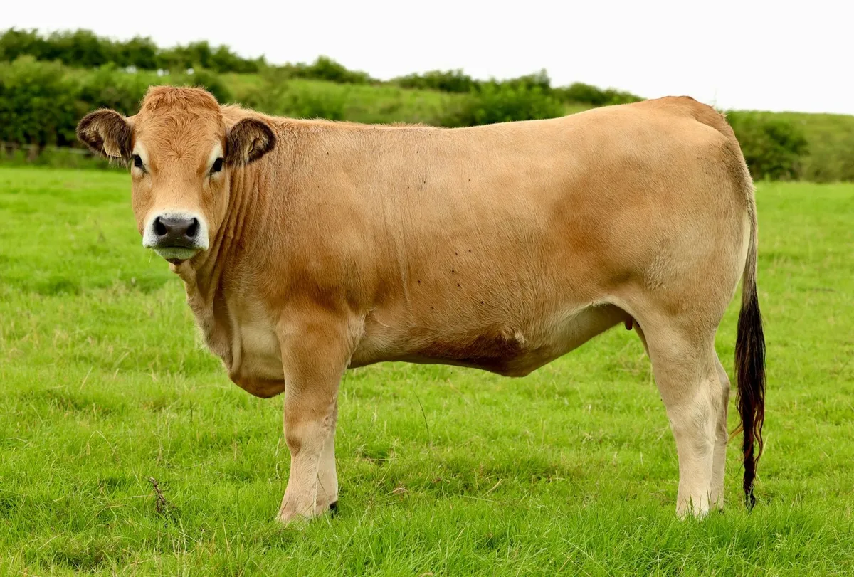 Purebred Aubrac Heifers - Image 3