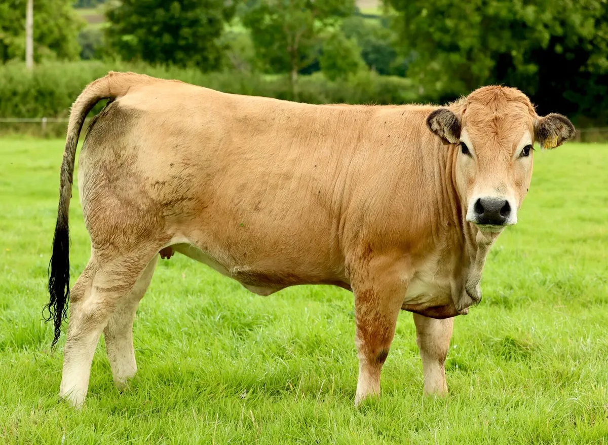 Purebred Aubrac Heifers - Image 4