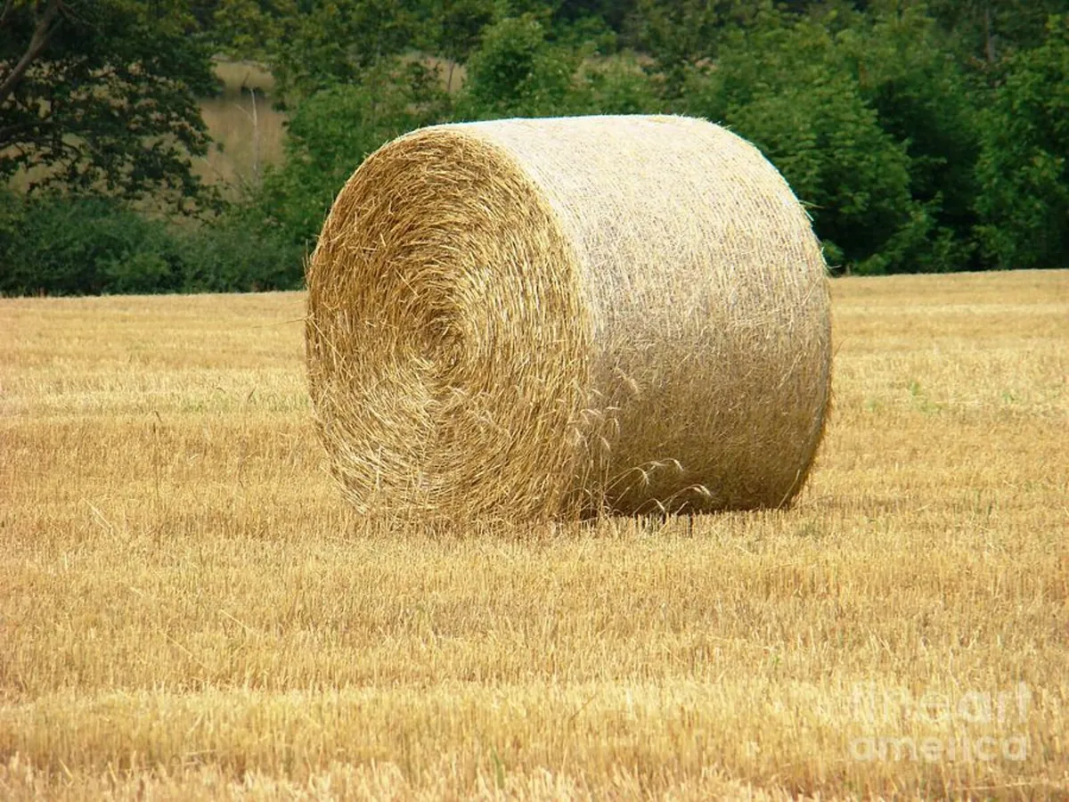 Round Bale Oat Straw