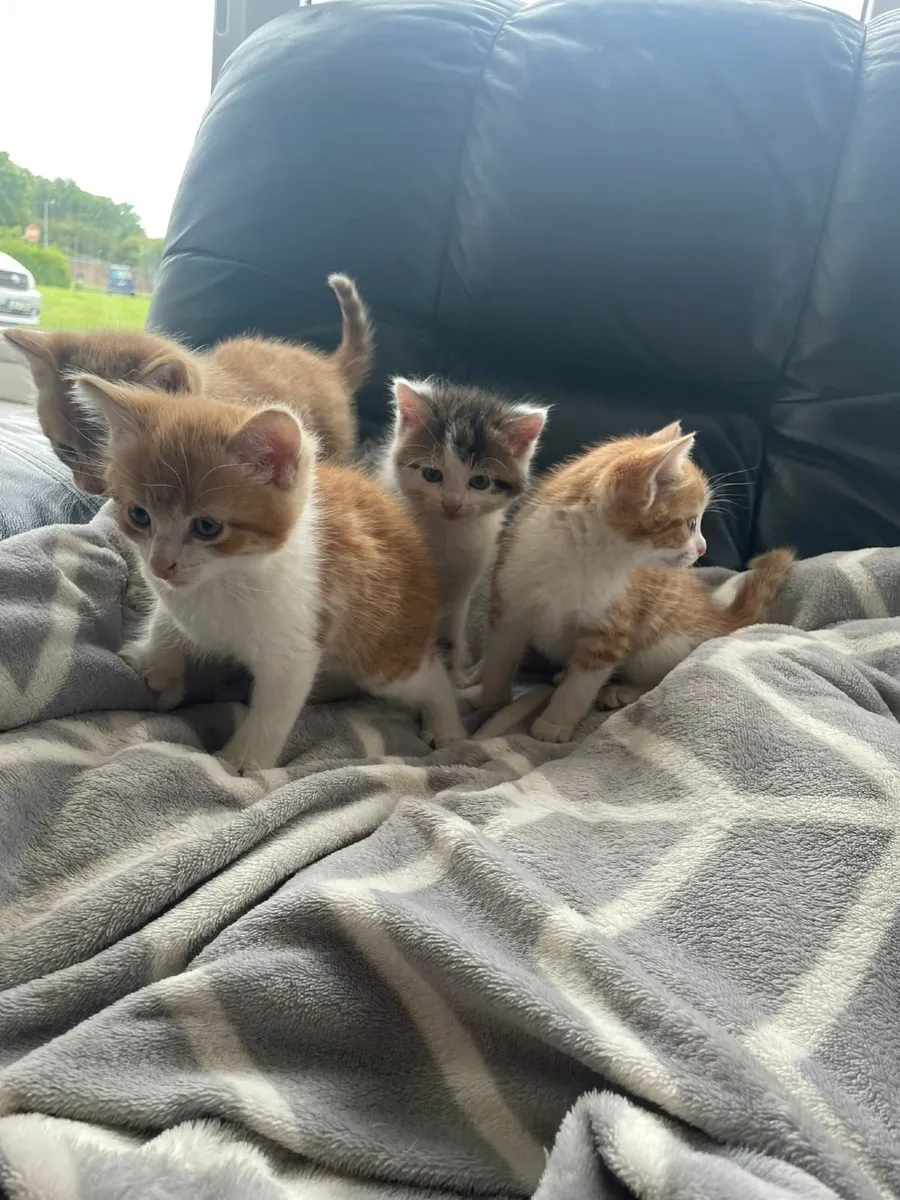 Cats - Image 2