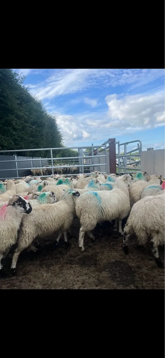 40 store lambs for sale - Image 1