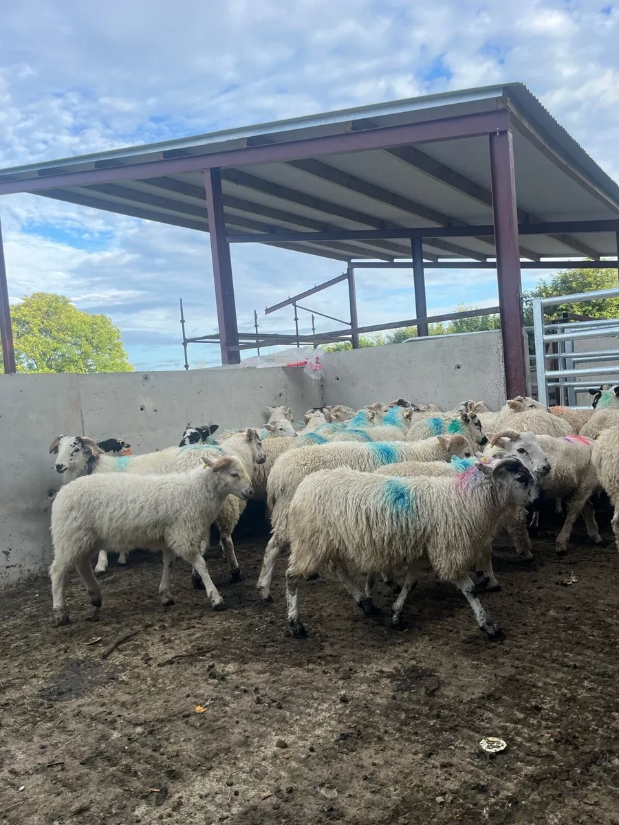 40 store lambs for sale - Image 2