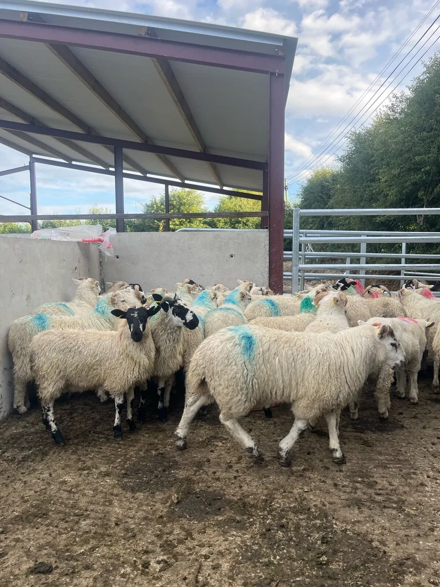 40 store lambs for sale - Image 3