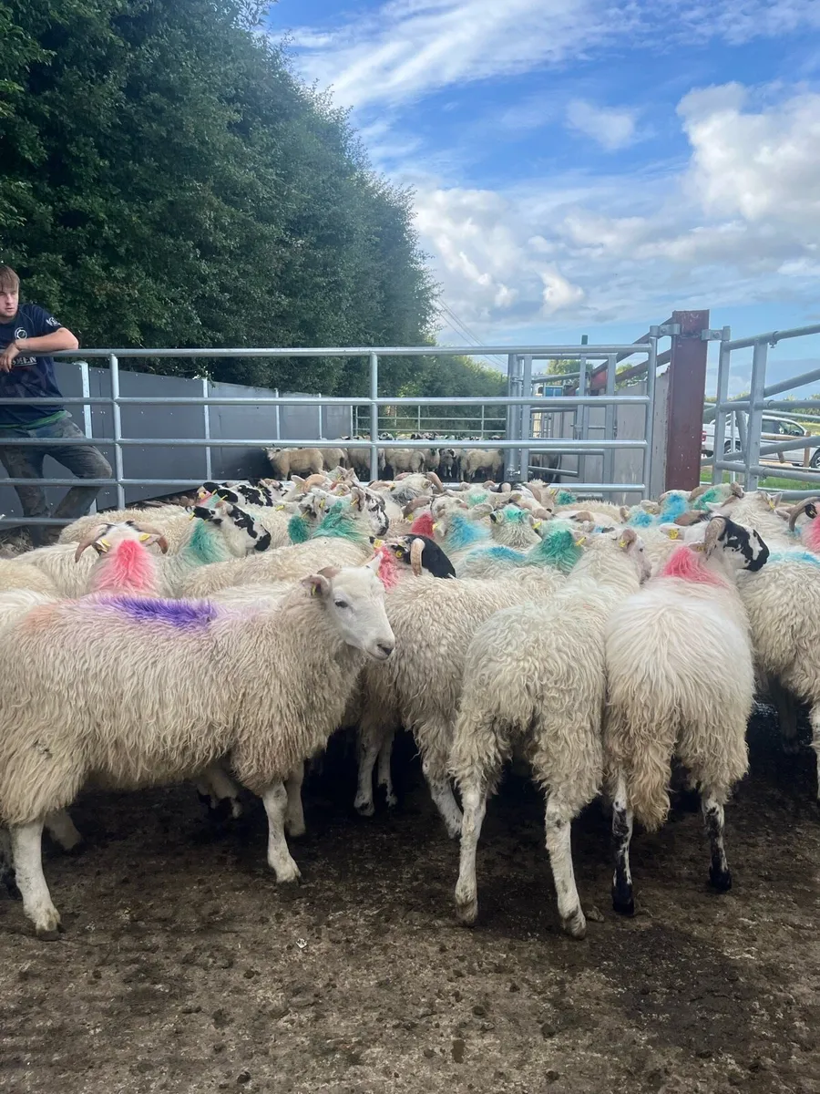 40 store lambs for sale - Image 4
