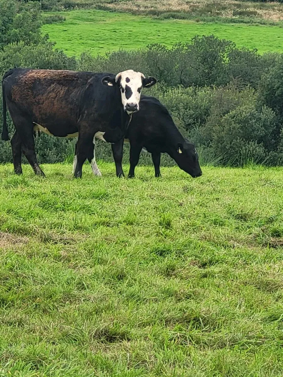 first calver... - Image 3
