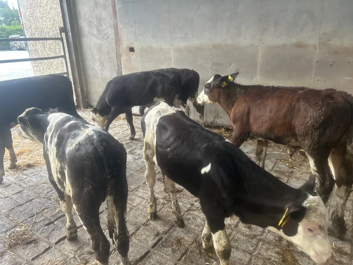 10 super Simmental bull weanlings - Image 1