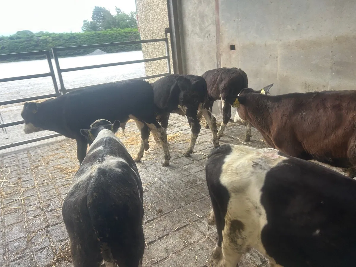 10 super Simmental bull weanlings - Image 2