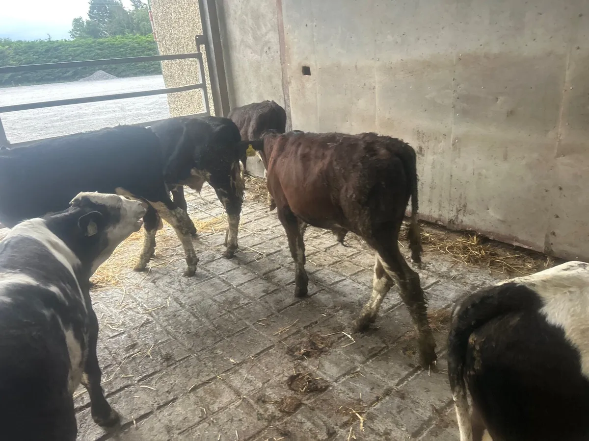 10 super Simmental bull weanlings - Image 3
