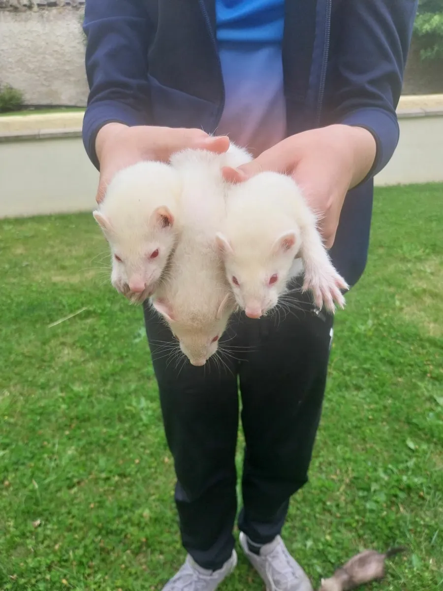ferrets - Image 1