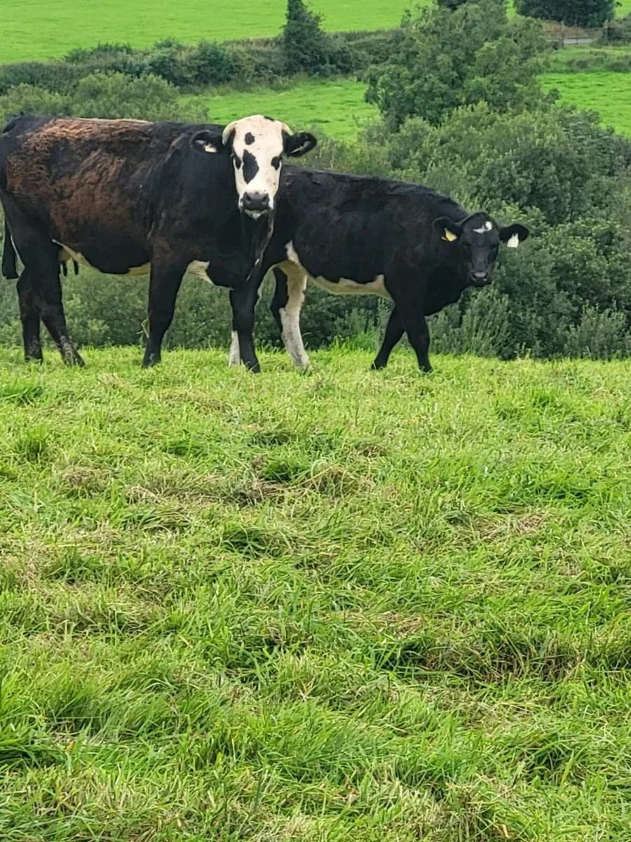 first calver... - Image 1