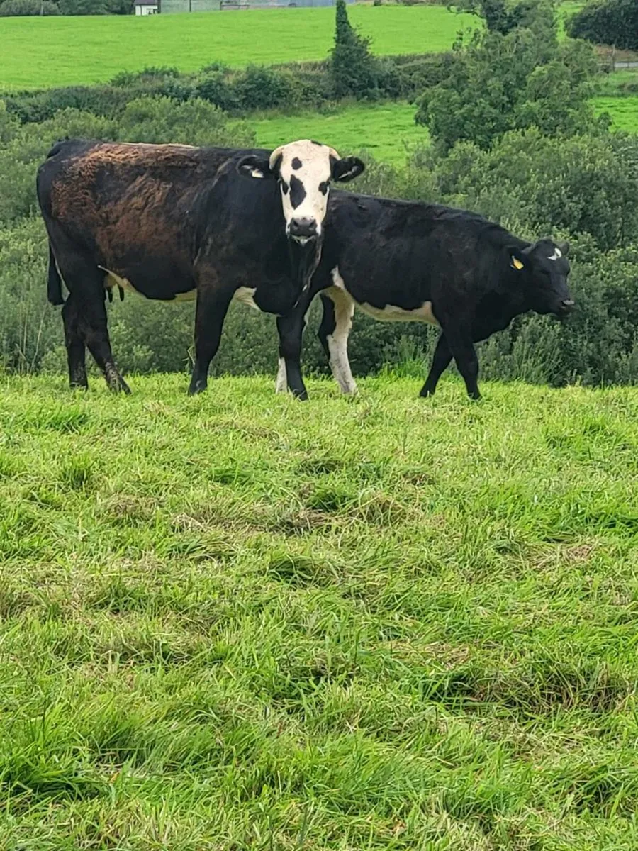 first calver... - Image 2