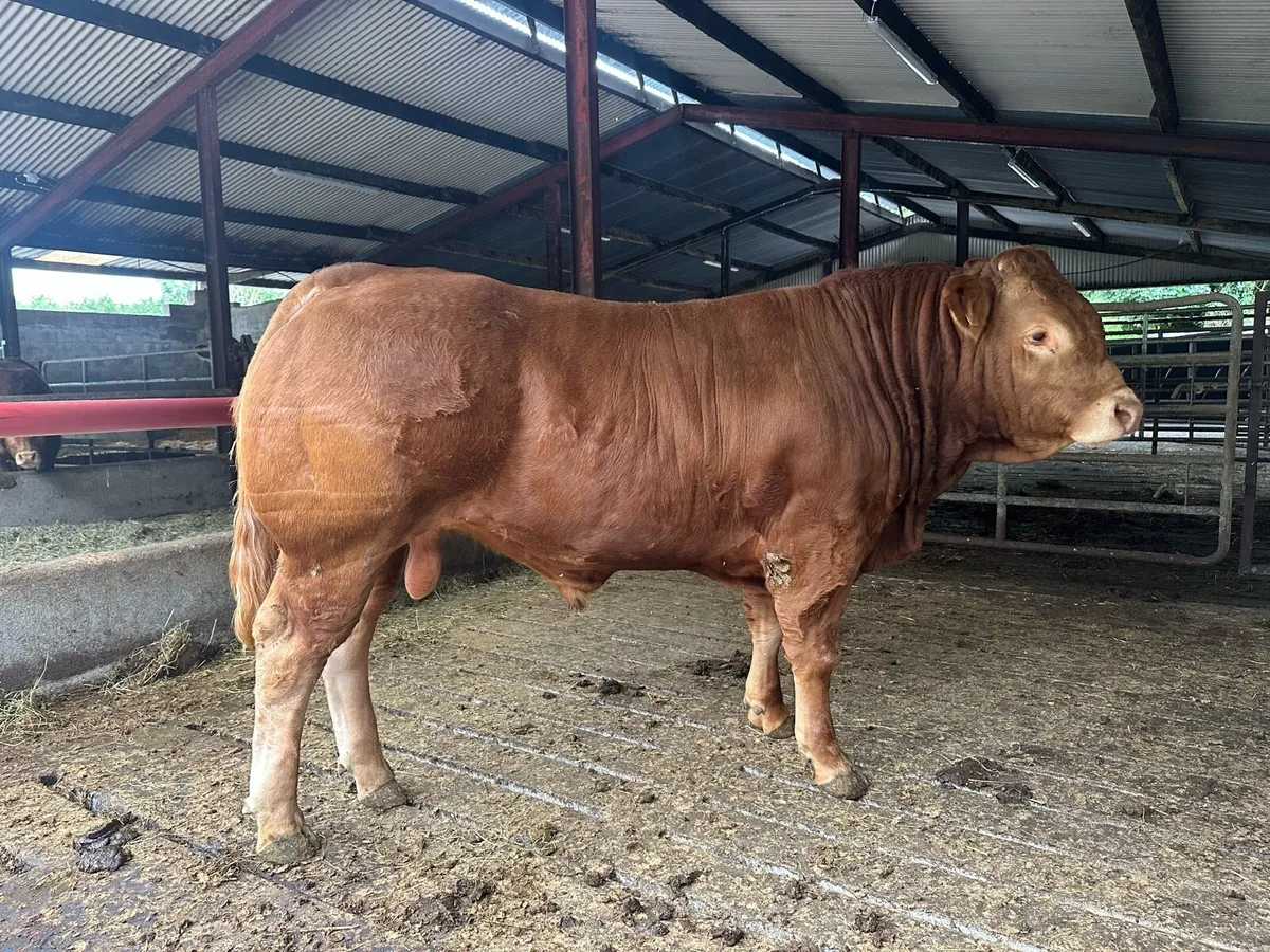 PBR Limousin bull - Image 1