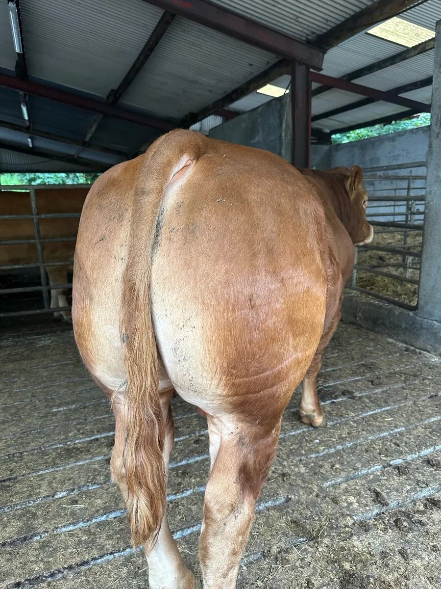 PBR Limousin bull - Image 3