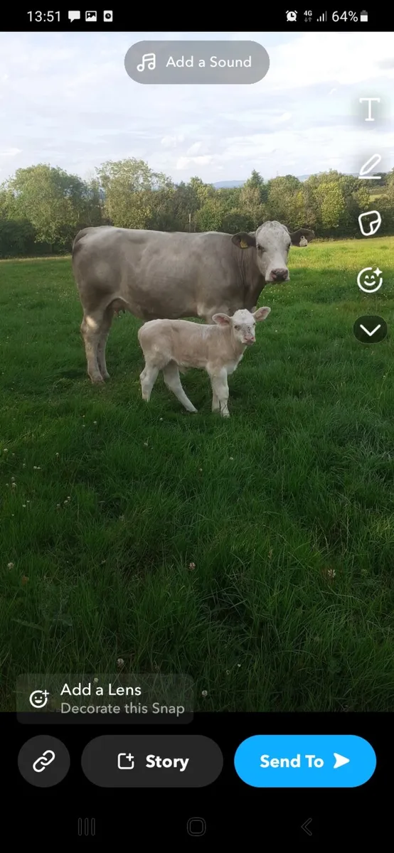 Heifer and calf