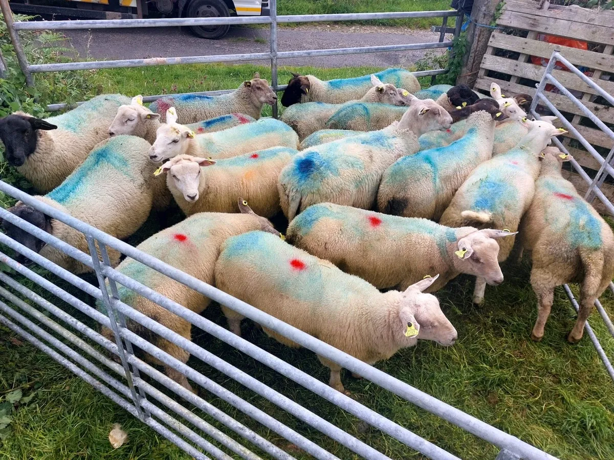 Ewe lambs