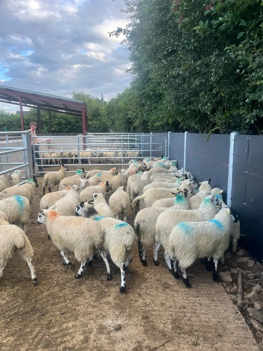 50 super store lambs for sale - Image 1