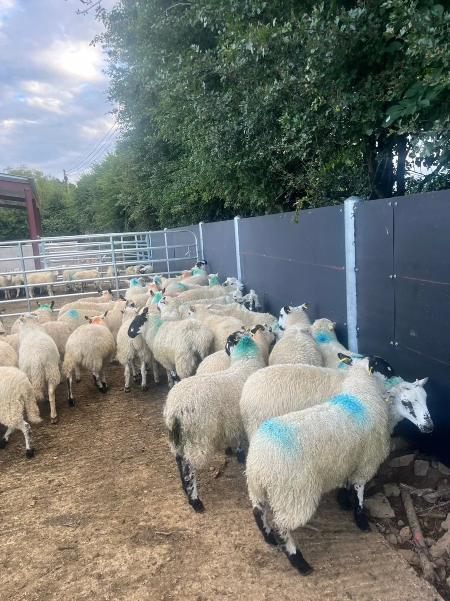 50 super store lambs for sale - Image 2