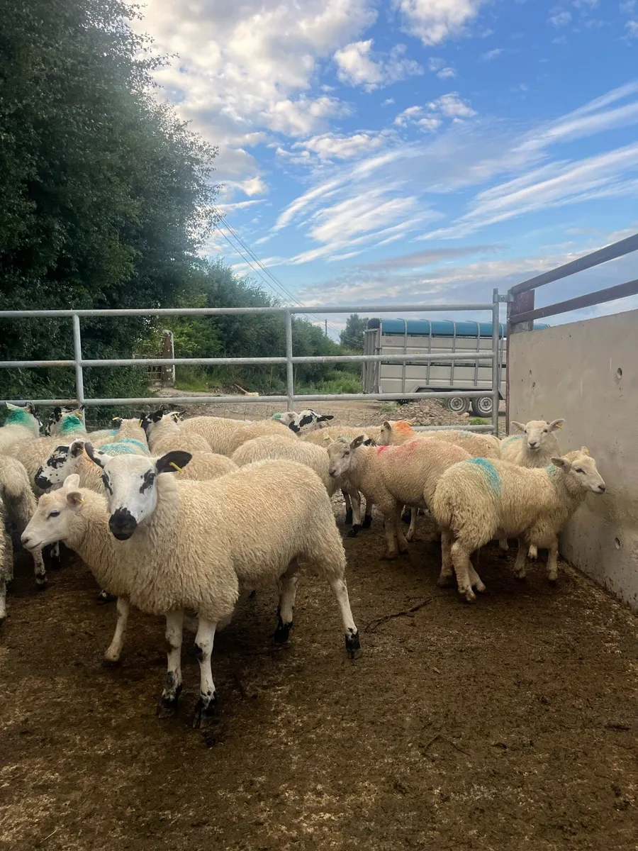 50 super store lambs for sale - Image 3