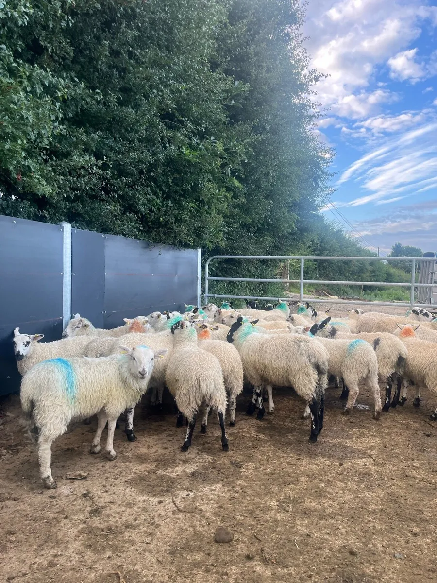 50 super store lambs for sale - Image 4