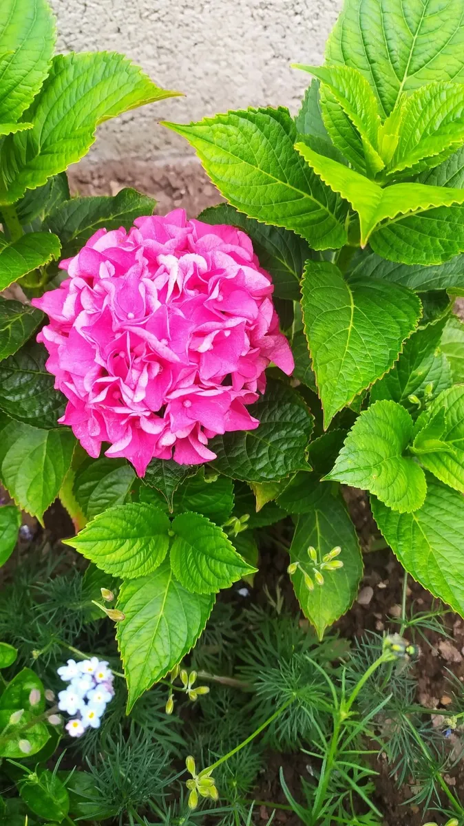 Hydrangea - Image 1