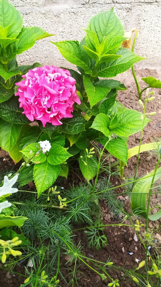 Hydrangea - Image 2