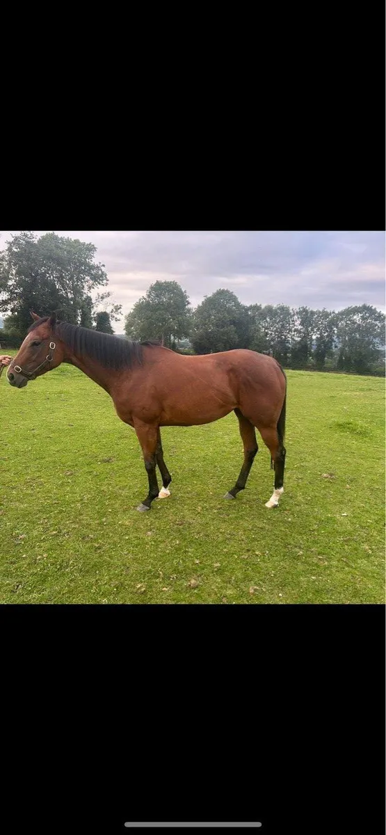 Mehmas 3yo Filly - Image 1